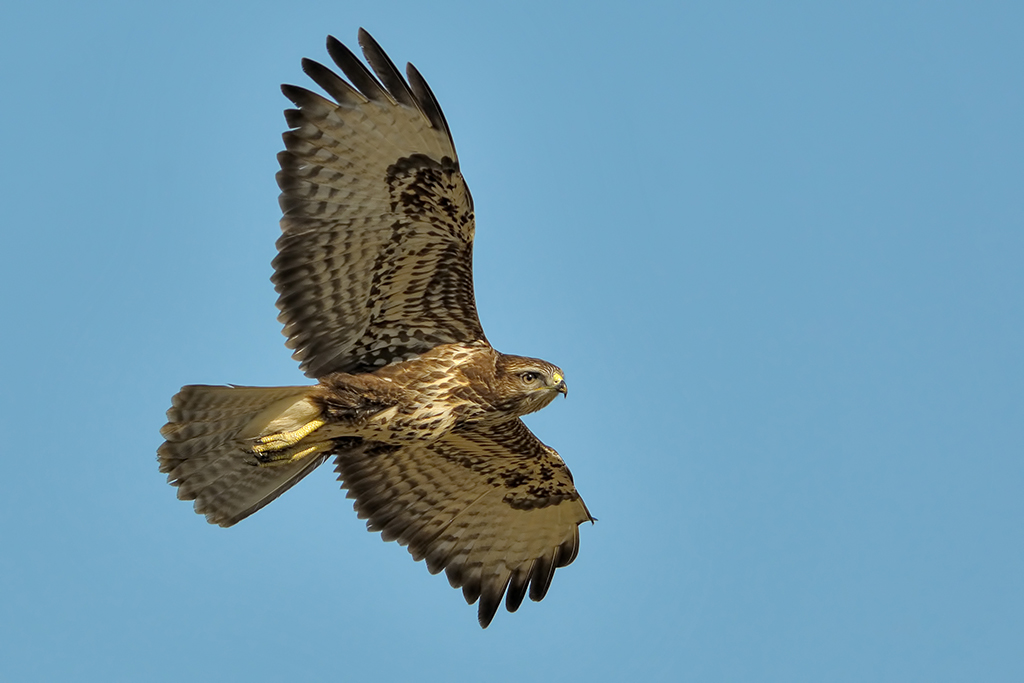 Poiana Buteo buteo.